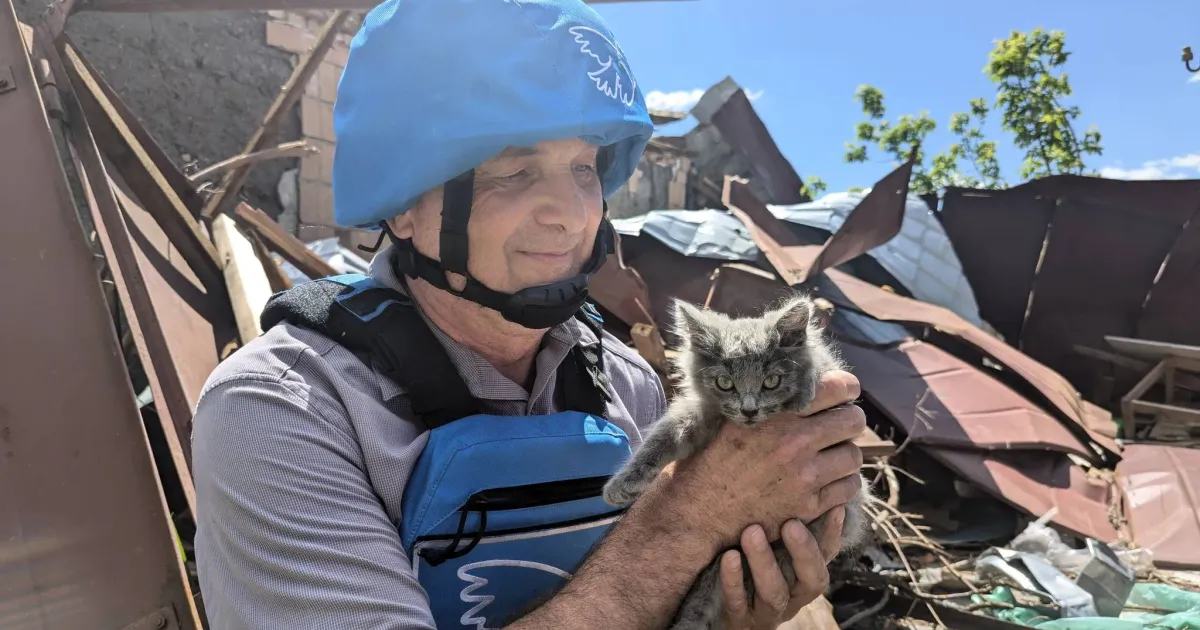 Врятоване кошеня знайшло прихисток у Харкові. Фото: Проліска-Харків. Врятоване кошеня знайшло прихисток у Харкові.
